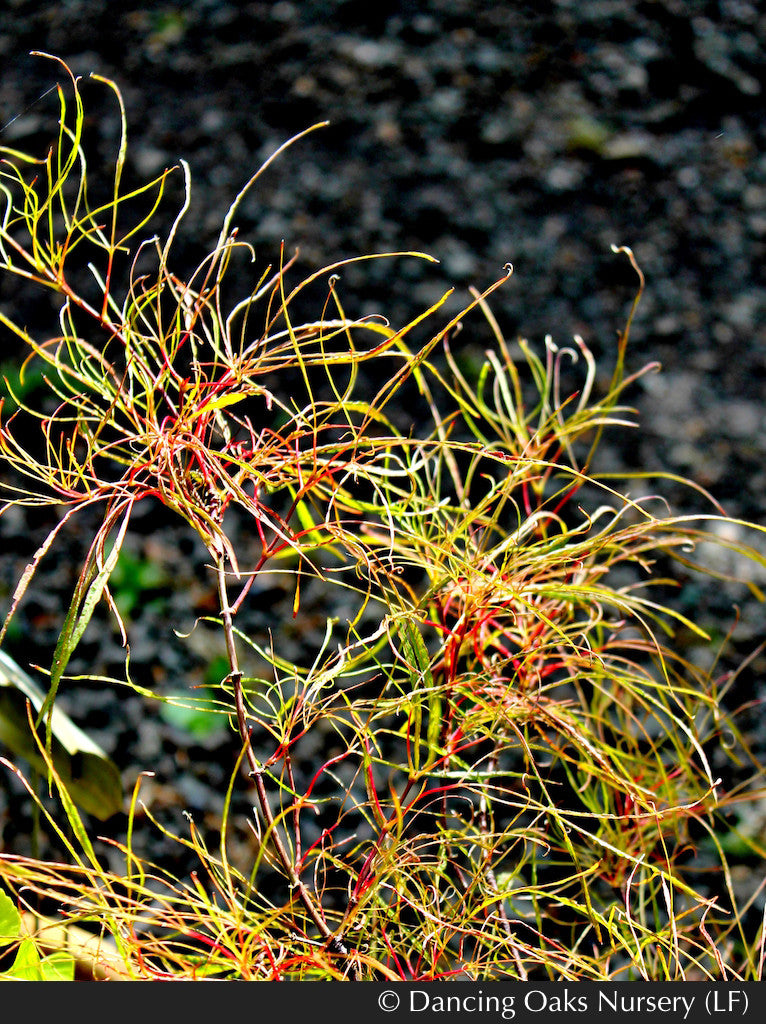Acer palmatum 'Fairy Hair', Fairy Hair Dwarf Japanese Maple Dancing