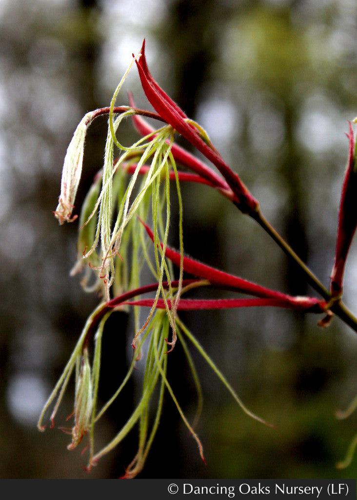 Acer palmatum 'Fairy Hair', Fairy Hair Dwarf Japanese Maple Dancing