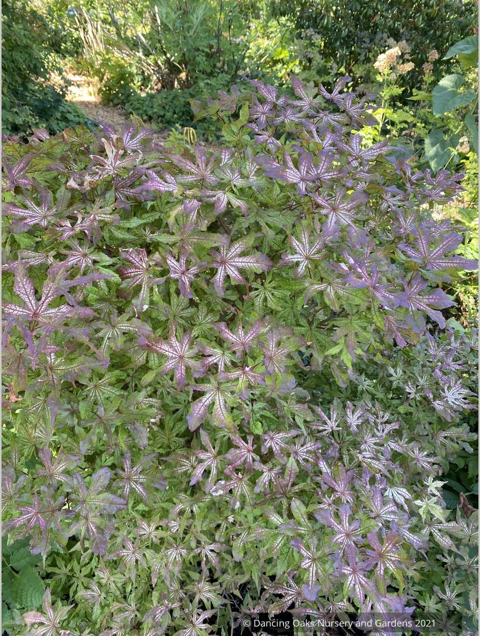 Trees ~ Acer palmatum 'Fred's Wild Dream', Japanese Maple ~ Dancing Oaks Nursery and Gardens ~ Retail Nursery ~ Mail Order Nursery