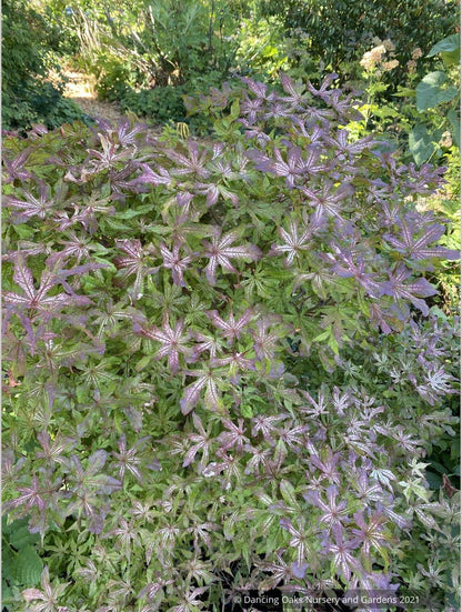 Trees ~ Acer palmatum 'Fred's Wild Dream', Japanese Maple ~ Dancing Oaks Nursery and Gardens ~ Retail Nursery ~ Mail Order Nursery