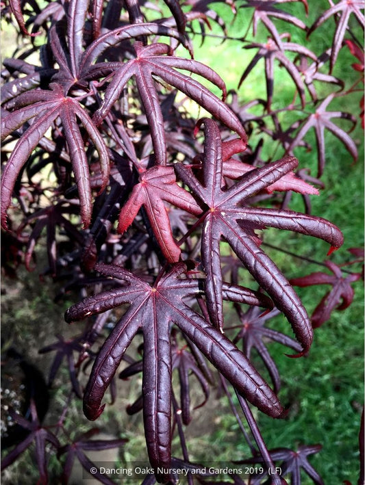 Trees ~ Acer palmatum 'Peve Starfish', Japanese Maple ~ Dancing Oaks Nursery and Gardens ~ Retail Nursery ~ Mail Order Nursery