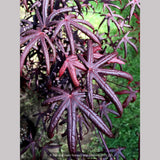 Trees ~ Acer palmatum 'Peve Starfish', Japanese Maple ~ Dancing Oaks Nursery and Gardens ~ Retail Nursery ~ Mail Order Nursery