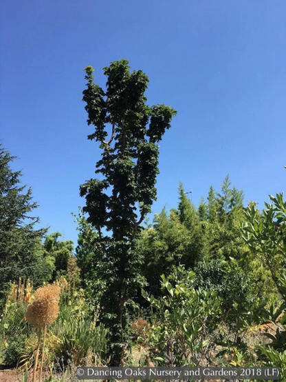 Trees ~ Acer platanoides 'Rezek', Columnar Norway Maple ~ Dancing Oaks Nursery and Gardens ~ Retail Nursery ~ Mail Order Nursery