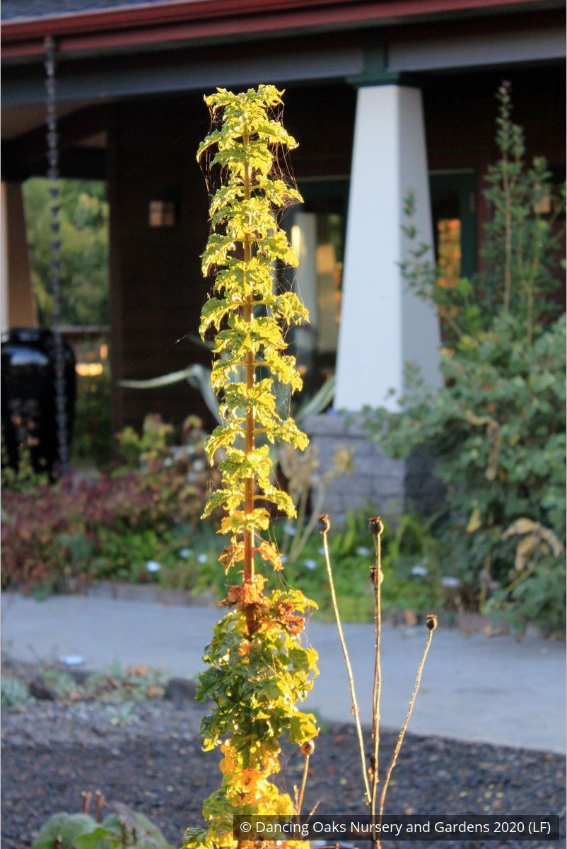 Trees ~ Acer platanoides 'Rezek', Columnar Norway Maple ~ Dancing Oaks Nursery and Gardens ~ Retail Nursery ~ Mail Order Nursery