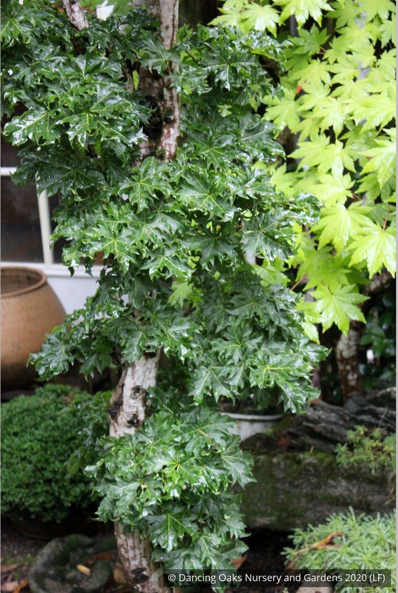 Trees ~ Acer platanoides 'Rezek', Columnar Norway Maple ~ Dancing Oaks Nursery and Gardens ~ Retail Nursery ~ Mail Order Nursery