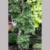Trees ~ Acer platanoides 'Rezek', Columnar Norway Maple ~ Dancing Oaks Nursery and Gardens ~ Retail Nursery ~ Mail Order Nursery