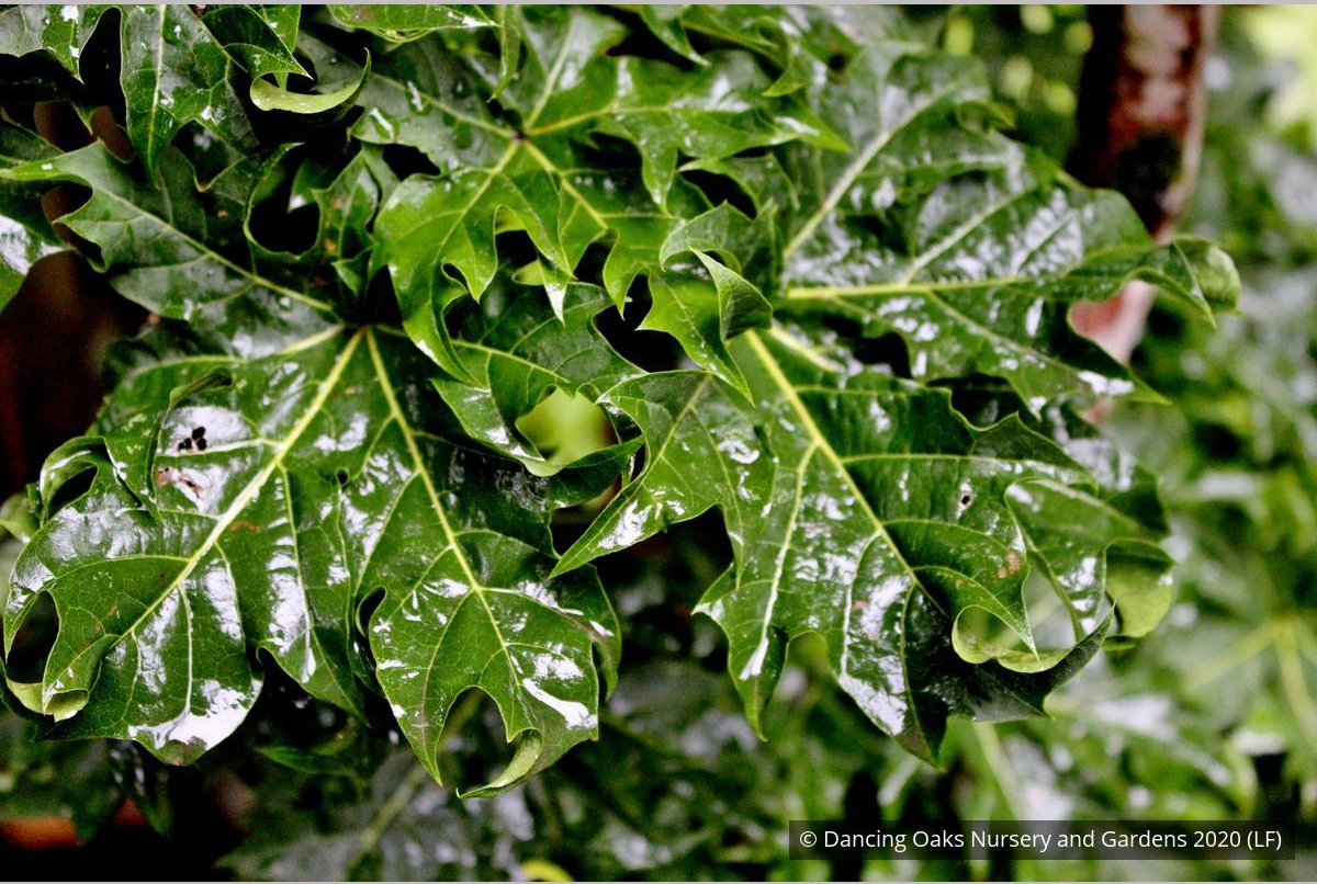 Trees ~ Acer platanoides 'Rezek', Columnar Norway Maple ~ Dancing Oaks Nursery and Gardens ~ Retail Nursery ~ Mail Order Nursery