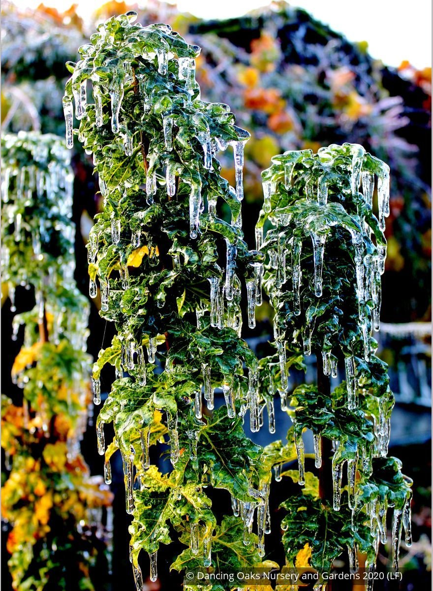 Trees ~ Acer platanoides 'Rezek', Columnar Norway Maple ~ Dancing Oaks Nursery and Gardens ~ Retail Nursery ~ Mail Order Nursery