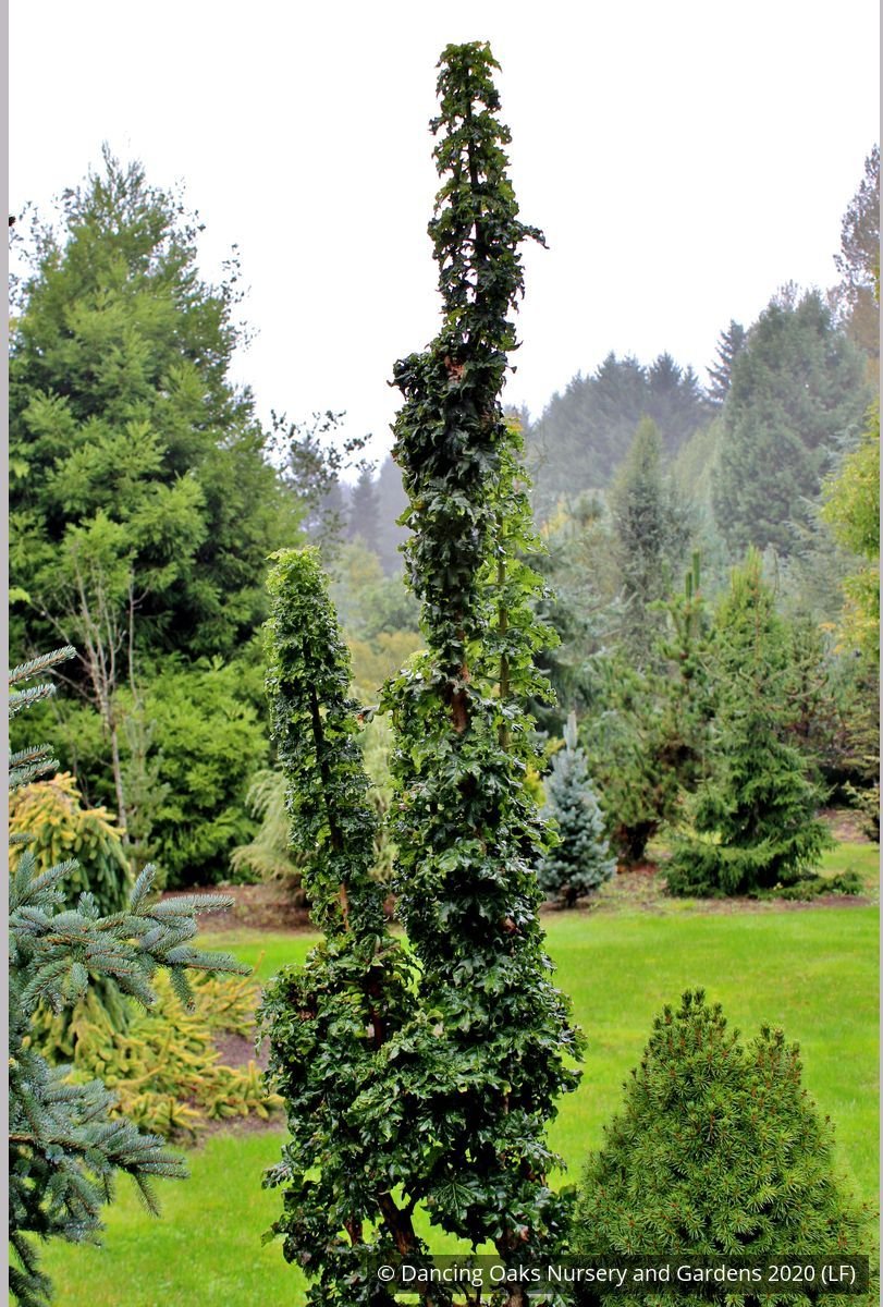 Trees ~ Acer platanoides 'Rezek', Columnar Norway Maple ~ Dancing Oaks Nursery and Gardens ~ Retail Nursery ~ Mail Order Nursery