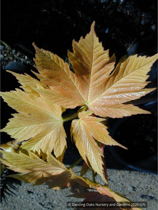 Trees ~ Acer pseudoplatanus 'Prinz Hanjery', Sycamore Maple ~ Dancing Oaks Nursery and Gardens ~ Retail Nursery ~ Mail Order Nursery