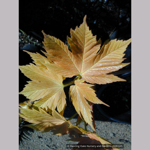 Trees ~ Acer pseudoplatanus 'Prinz Hanjery', Sycamore Maple ~ Dancing Oaks Nursery and Gardens ~ Retail Nursery ~ Mail Order Nursery