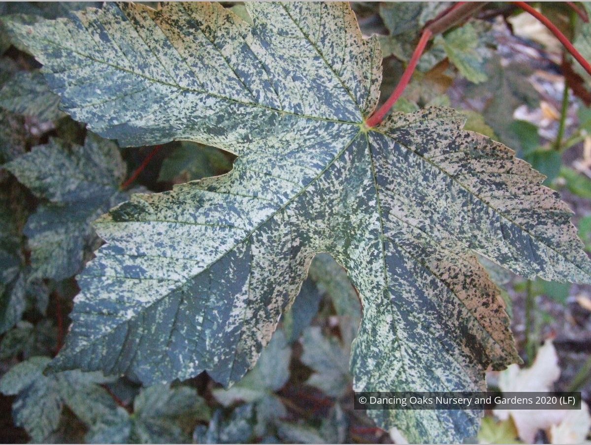 Trees ~ Acer pseudoplatanus 'Esk Sunset', Sycamore Maple ~ Dancing Oaks Nursery and Gardens ~ Retail Nursery ~ Mail Order Nursery