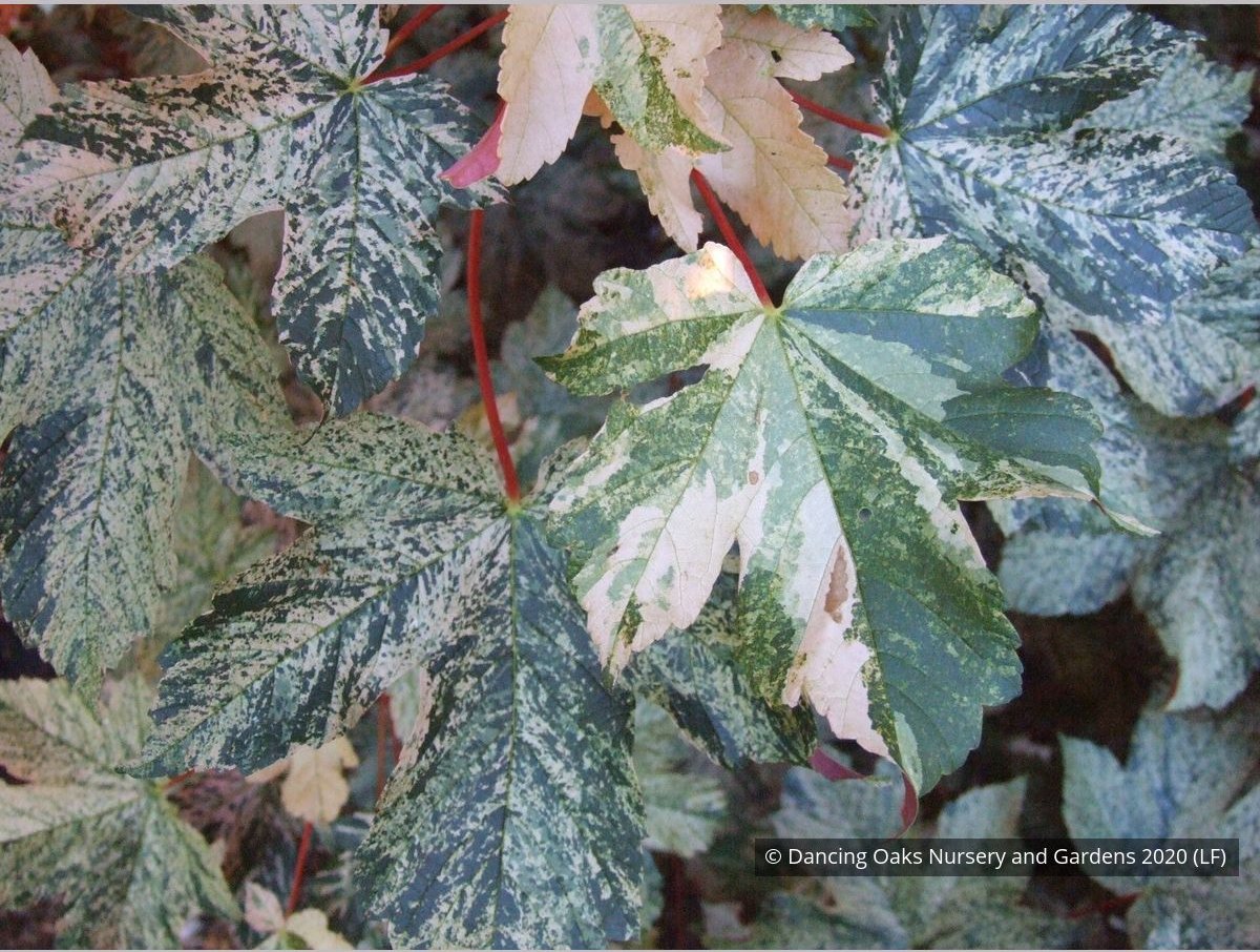 Trees ~ Acer pseudoplatanus 'Esk Sunset', Sycamore Maple ~ Dancing Oaks Nursery and Gardens ~ Retail Nursery ~ Mail Order Nursery