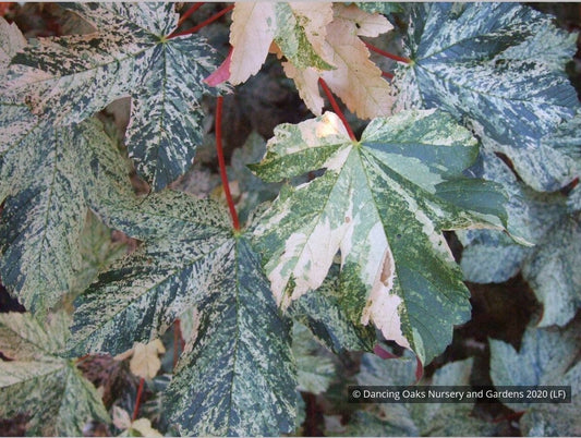 Trees ~ Acer pseudoplatanus 'Esk Sunset', Sycamore Maple ~ Dancing Oaks Nursery and Gardens ~ Retail Nursery ~ Mail Order Nursery