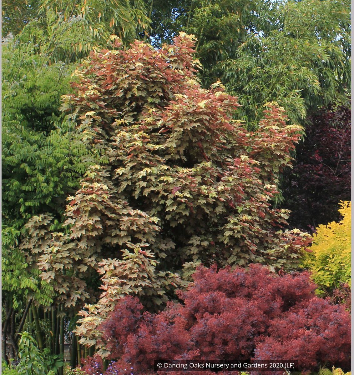 Trees ~ Acer pseudoplatanus 'Esk Sunset', Sycamore Maple ~ Dancing Oaks Nursery and Gardens ~ Retail Nursery ~ Mail Order Nursery