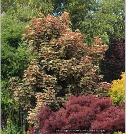 Trees ~ Acer pseudoplatanus 'Esk Sunset', Sycamore Maple ~ Dancing Oaks Nursery and Gardens ~ Retail Nursery ~ Mail Order Nursery