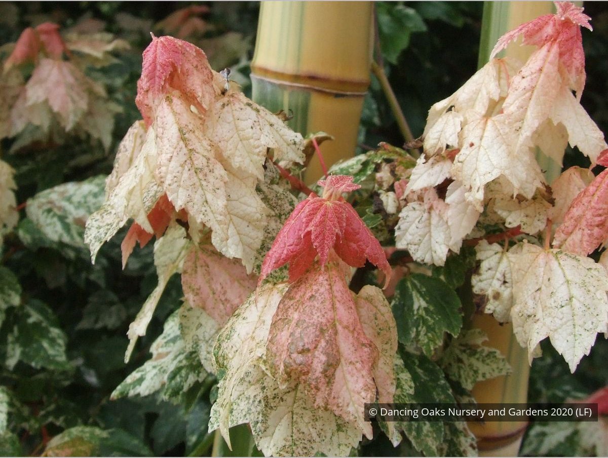 Trees ~ Acer rubrum 'Vanity', Variegated Red Maple ~ Dancing Oaks Nursery and Gardens ~ Retail Nursery ~ Mail Order Nursery