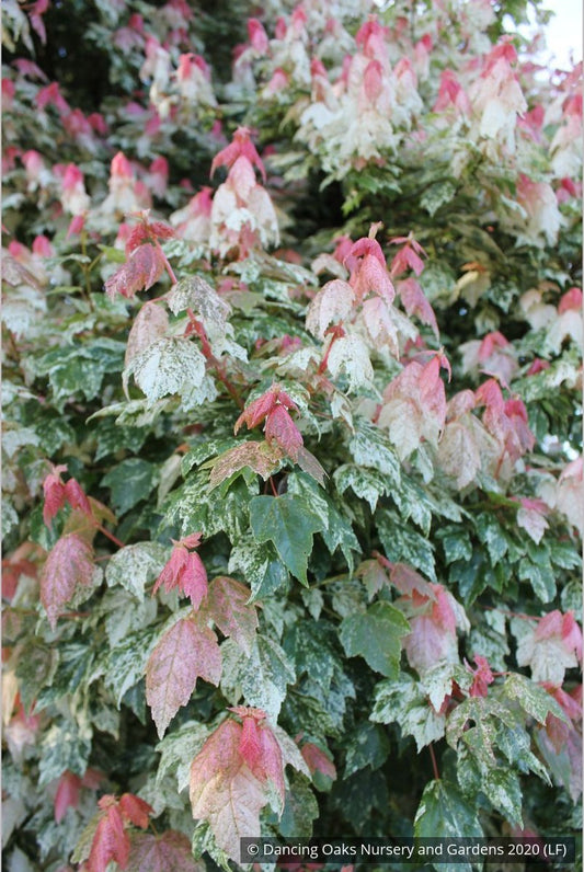 Trees ~ Acer rubrum 'Vanity', Variegated Red Maple ~ Dancing Oaks Nursery and Gardens ~ Retail Nursery ~ Mail Order Nursery