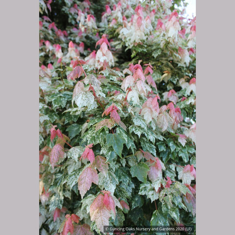 Trees ~ Acer rubrum 'Vanity', Variegated Red Maple ~ Dancing Oaks Nursery and Gardens ~ Retail Nursery ~ Mail Order Nursery
