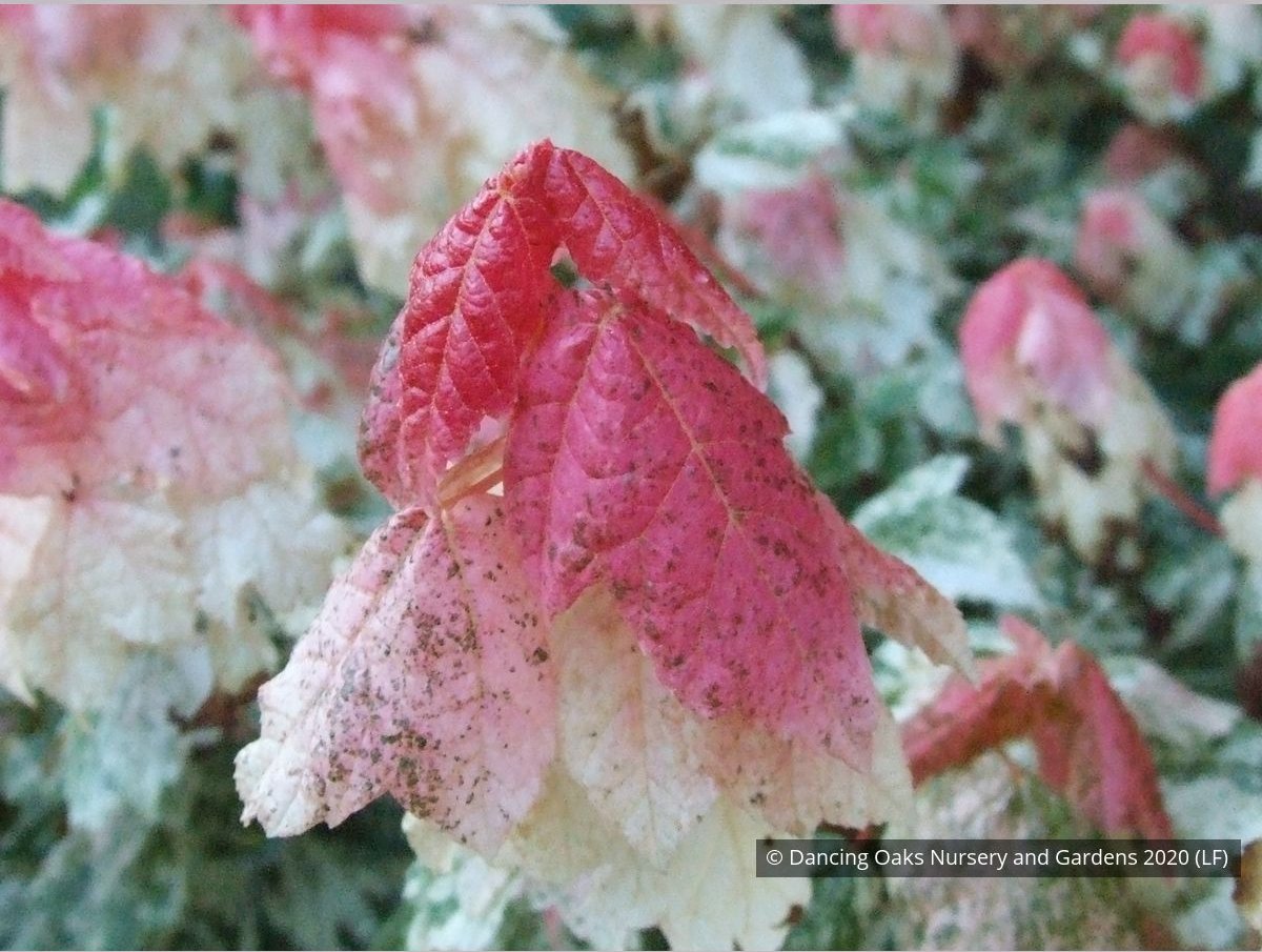 Trees ~ Acer rubrum 'Vanity', Variegated Red Maple ~ Dancing Oaks Nursery and Gardens ~ Retail Nursery ~ Mail Order Nursery