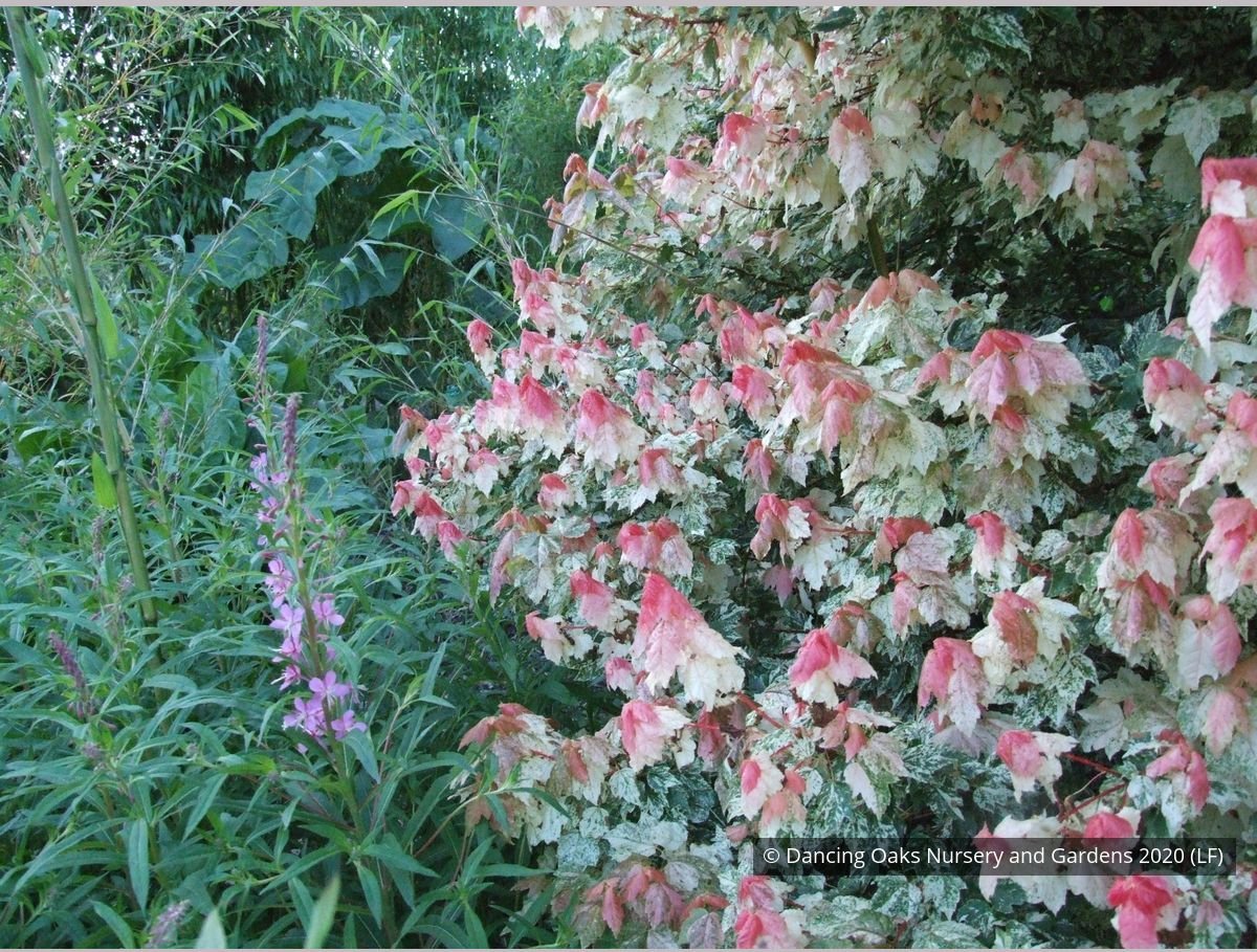 Trees ~ Acer rubrum 'Vanity', Variegated Red Maple ~ Dancing Oaks Nursery and Gardens ~ Retail Nursery ~ Mail Order Nursery