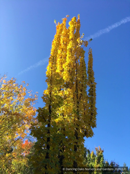 Trees ~ Acer saccharum 'Millane's Columnar', Millane's Column Sugar Maple ~ Dancing Oaks Nursery and Gardens ~ Retail Nursery ~ Mail Order Nursery