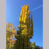 Trees ~ Acer saccharum 'Millane's Columnar', Millane's Column Sugar Maple ~ Dancing Oaks Nursery and Gardens ~ Retail Nursery ~ Mail Order Nursery