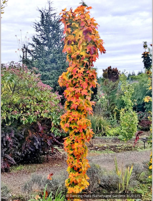 Trees ~ Acer saccharum 'Millane's Columnar', Millane's Column Sugar Maple ~ Dancing Oaks Nursery and Gardens ~ Retail Nursery ~ Mail Order Nursery