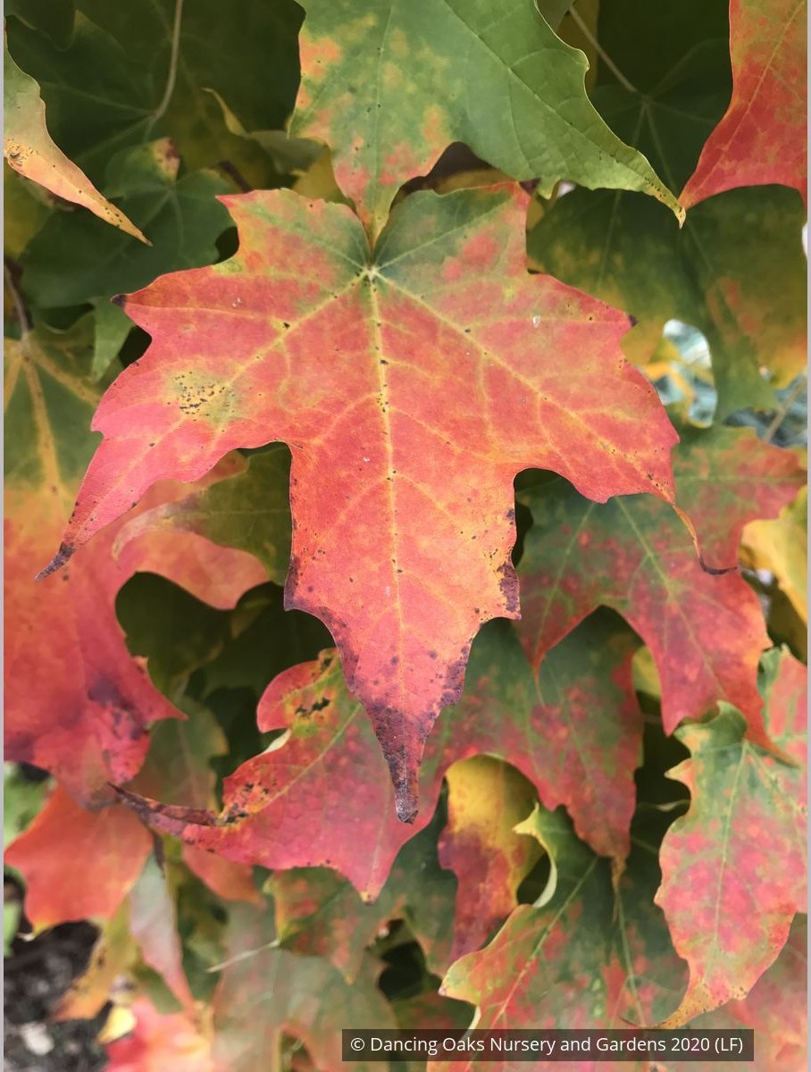 Trees ~ Acer saccharum 'Millane's Columnar', Millane's Column Sugar Maple ~ Dancing Oaks Nursery and Gardens ~ Retail Nursery ~ Mail Order Nursery