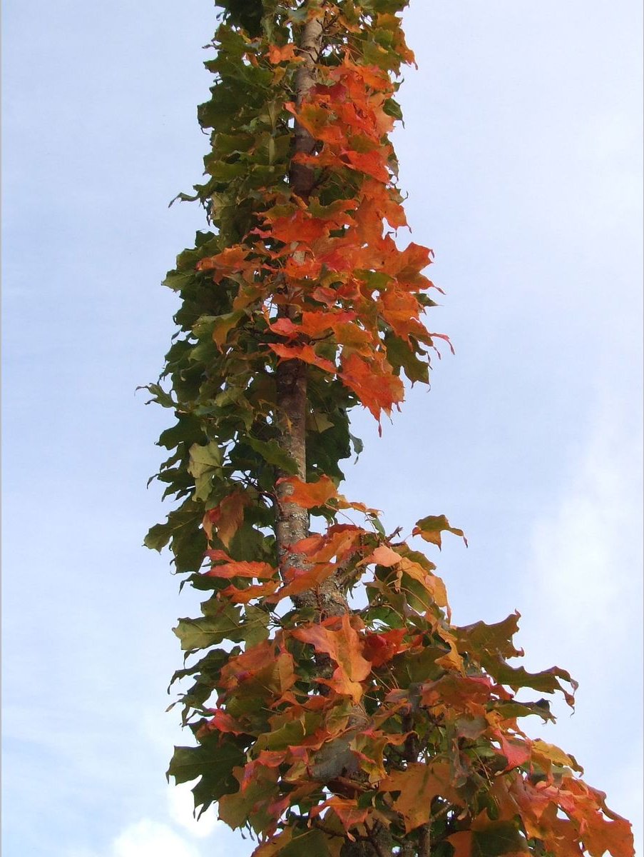 Trees ~ Acer saccharum 'Monumentale', Columnar Sugar Maple ~ Dancing Oaks Nursery and Gardens ~ Retail Nursery ~ Mail Order Nursery