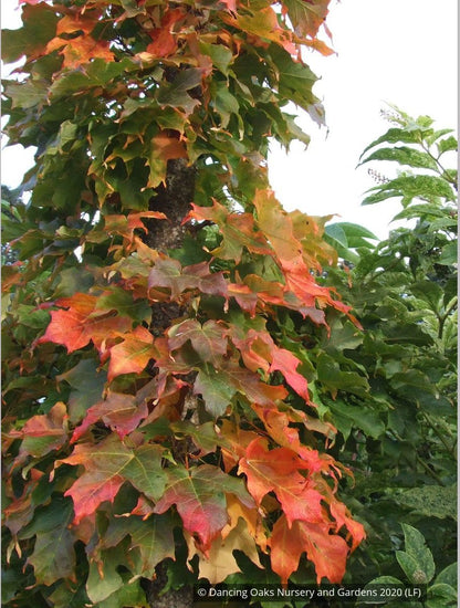 Trees ~ Acer saccharum 'Monumentale', Columnar Sugar Maple ~ Dancing Oaks Nursery and Gardens ~ Retail Nursery ~ Mail Order Nursery