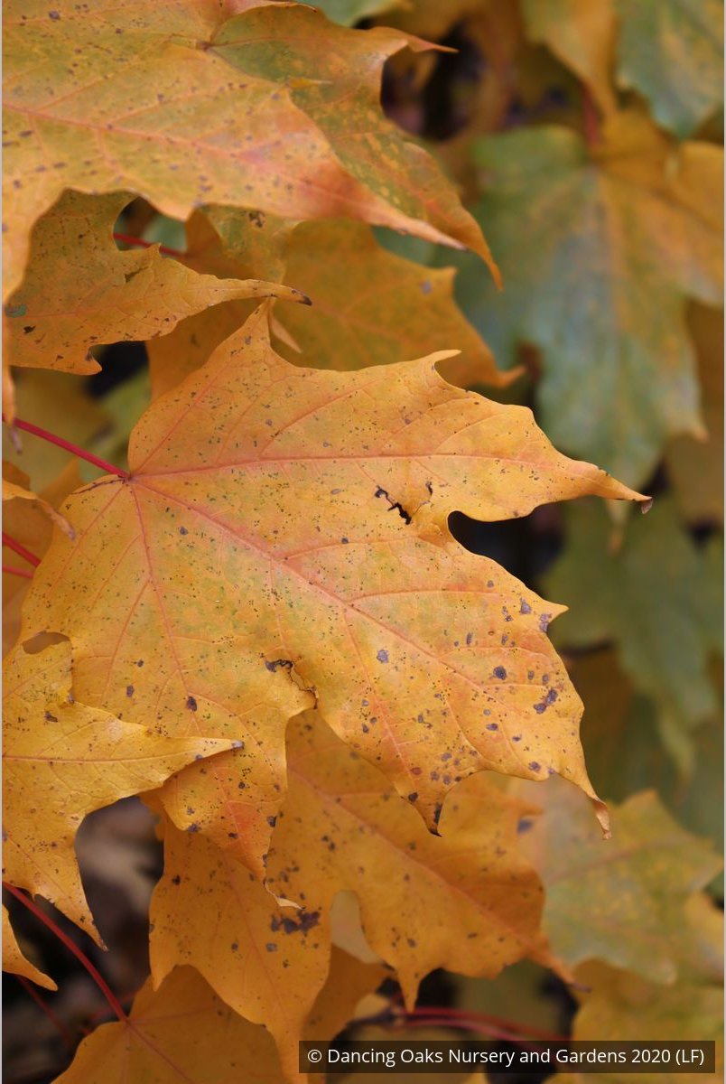 Trees ~ Acer saccharum 'Monumentale', Columnar Sugar Maple ~ Dancing Oaks Nursery and Gardens ~ Retail Nursery ~ Mail Order Nursery