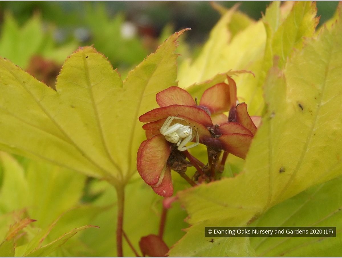 Trees ~ Acer shirasawanum 'Aureum', Golden Full Moon Maple ~ Dancing Oaks Nursery and Gardens ~ Retail Nursery ~ Mail Order Nursery