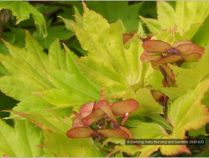 Trees ~ Acer shirasawanum 'Aureum', Golden Full Moon Maple ~ Dancing Oaks Nursery and Gardens ~ Retail Nursery ~ Mail Order Nursery