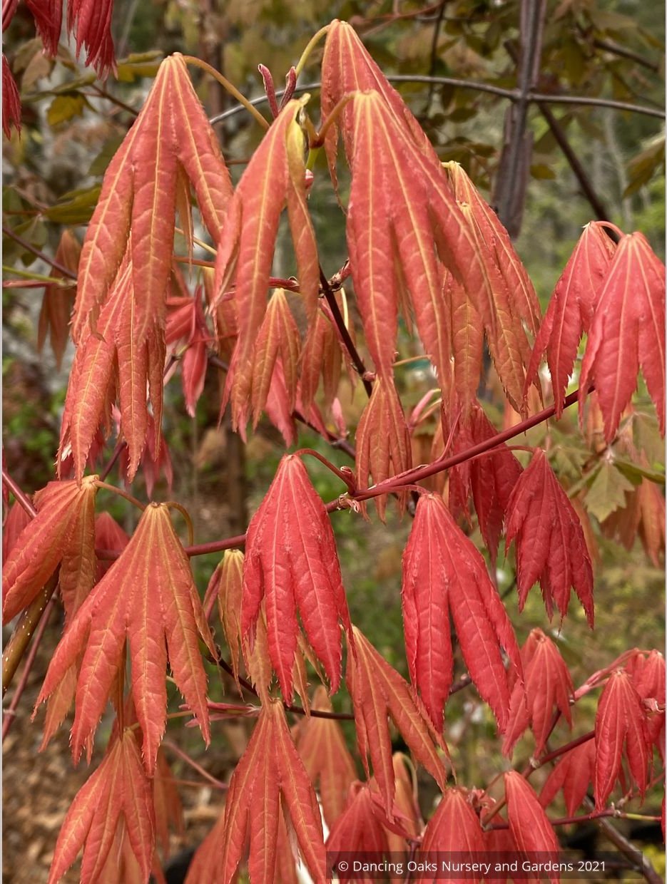 Trees ~ Acer shirasawanum Moonrise™ 'Munn 001', Shirasawa Maple/Full Moon Maple ~ Dancing Oaks Nursery and Gardens ~ Retail Nursery ~ Mail Order Nursery