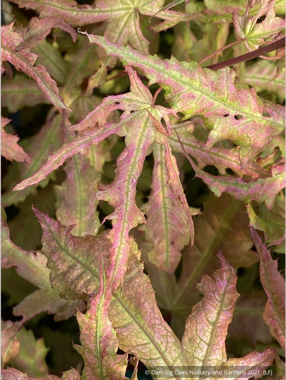 Trees ~ Acer palmatum 'Strawberry Spring', Reticulated Japanese Maple ~ Dancing Oaks Nursery and Gardens ~ Retail Nursery ~ Mail Order Nursery