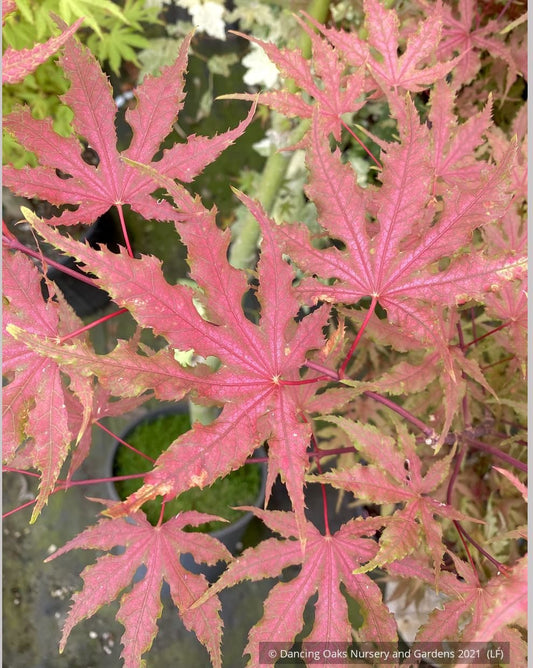 Trees ~ Acer palmatum 'Strawberry Spring', Reticulated Japanese Maple ~ Dancing Oaks Nursery and Gardens ~ Retail Nursery ~ Mail Order Nursery
