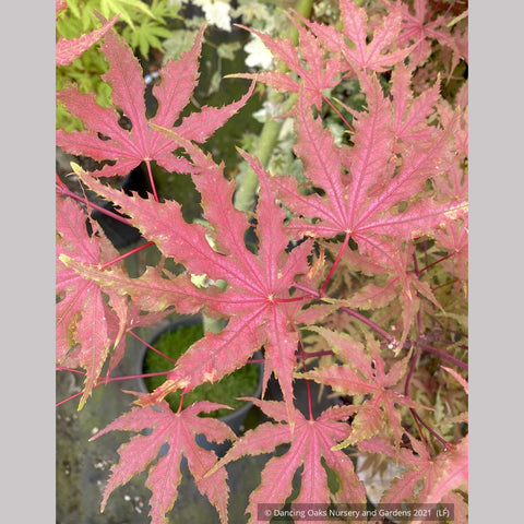 Trees ~ Acer palmatum 'Strawberry Spring', Reticulated Japanese Maple ~ Dancing Oaks Nursery and Gardens ~ Retail Nursery ~ Mail Order Nursery