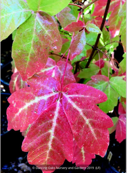 Trees ~ Acer triflorum, Three-flowered Maple ~ Dancing Oaks Nursery and Gardens ~ Retail Nursery ~ Mail Order Nursery