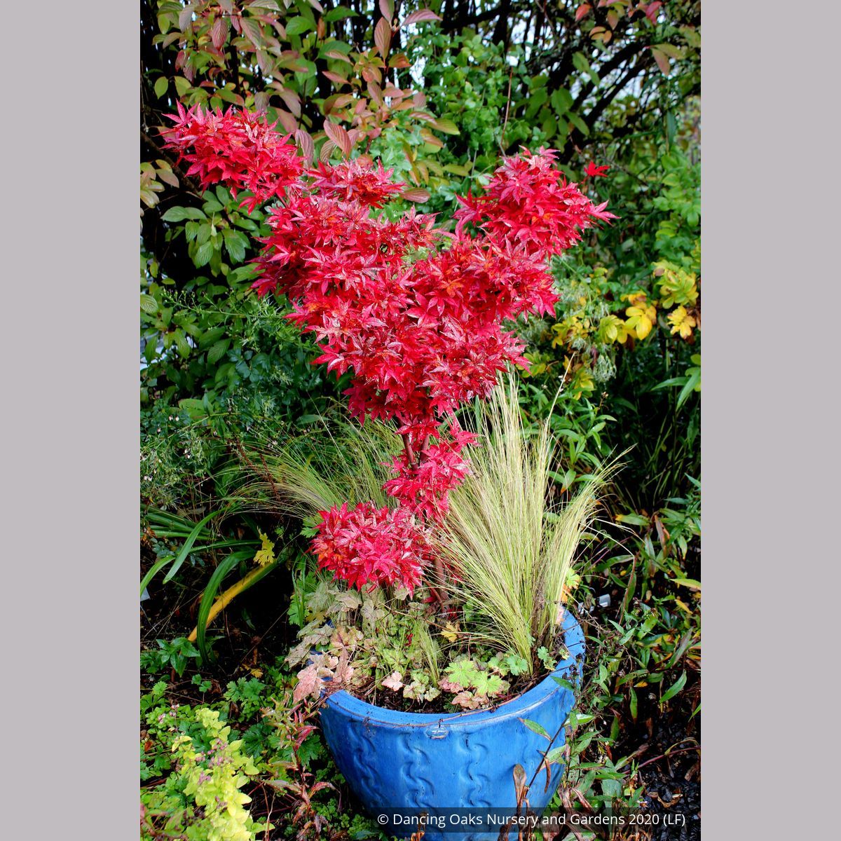 Acer palmatum 'Twombly's Red Sentinel', Japanese Maple