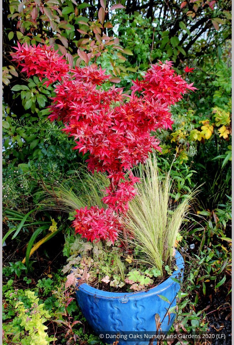 Trees ~ Acer palmatum 'Twombley's Red Sentinel', Japanese Maple ~ Dancing Oaks Nursery and Gardens ~ Retail Nursery ~ Mail Order Nursery