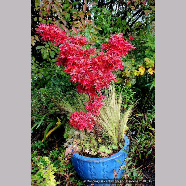 Acer palmatum 'Twombly's Red Sentinel', Japanese Maple – Dancing
