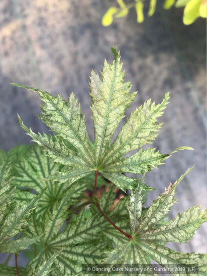 Trees ~ Acer palmatum 'Ariadne', Japanese Maple ~ Dancing Oaks Nursery and Gardens ~ Retail Nursery ~ Mail Order Nursery