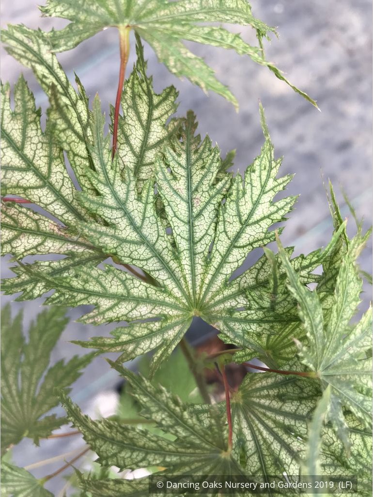 Trees ~ Acer palmatum 'Ariadne', Japanese Maple ~ Dancing Oaks Nursery and Gardens ~ Retail Nursery ~ Mail Order Nursery
