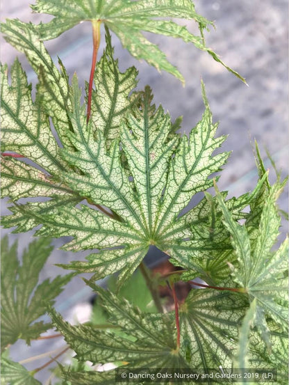 Trees ~ Acer palmatum 'Ariadne', Japanese Maple ~ Dancing Oaks Nursery and Gardens ~ Retail Nursery ~ Mail Order Nursery