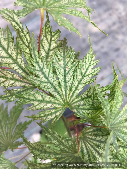 Trees ~ Acer palmatum 'Ariadne', Japanese Maple ~ Dancing Oaks Nursery and Gardens ~ Retail Nursery ~ Mail Order Nursery
