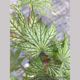 Trees ~ Acer palmatum 'Ariadne', Japanese Maple ~ Dancing Oaks Nursery and Gardens ~ Retail Nursery ~ Mail Order Nursery