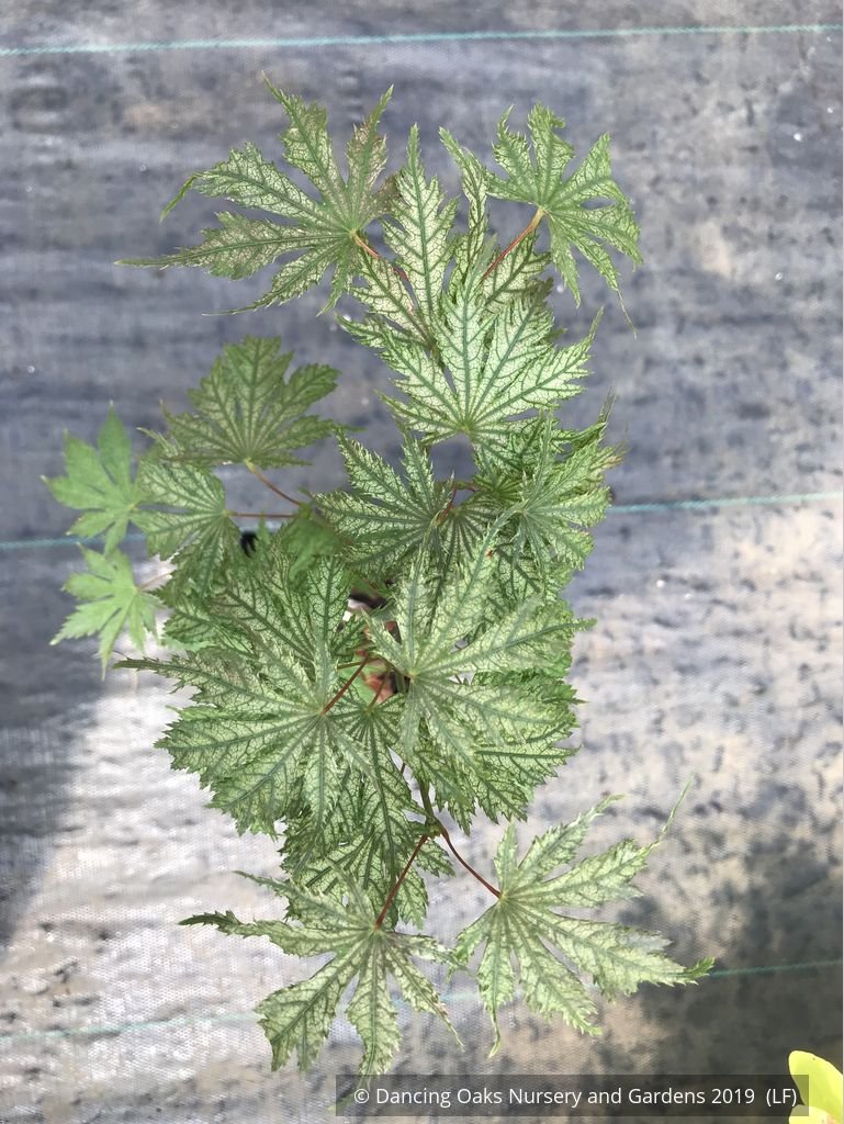 Trees ~ Acer palmatum 'Ariadne', Japanese Maple ~ Dancing Oaks Nursery and Gardens ~ Retail Nursery ~ Mail Order Nursery