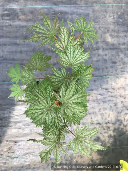 Trees ~ Acer palmatum 'Ariadne', Japanese Maple ~ Dancing Oaks Nursery and Gardens ~ Retail Nursery ~ Mail Order Nursery
