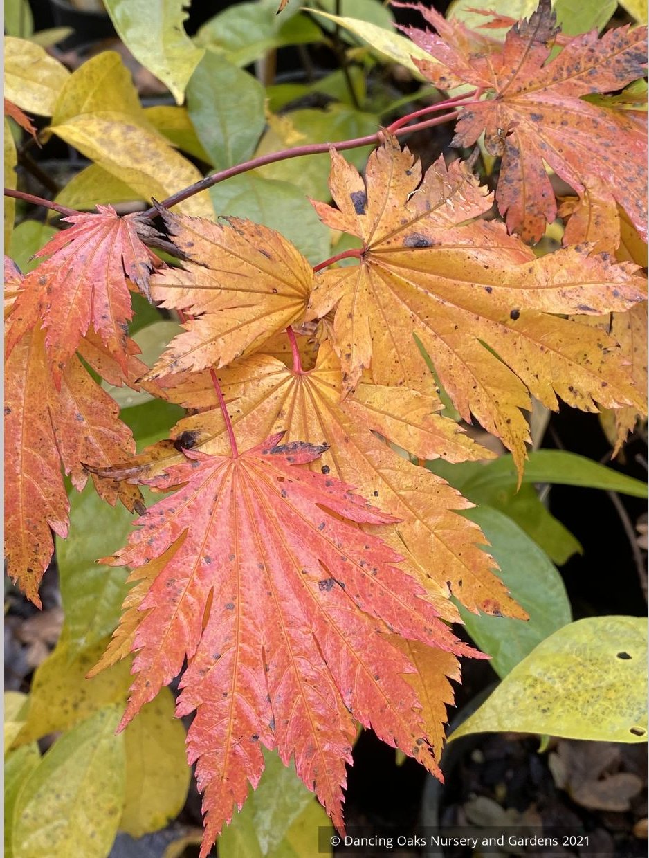 Trees ~ Japanese Maples~Acer japonicum 'Emmett's Pumpkin' ~ Dancing Oaks Nursery and Gardens ~ Retail Nursery ~ Mail Order Nursery